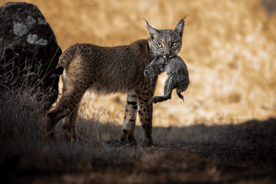 Iberian lynx photo cycling from the flat RAW file to the finished edit
