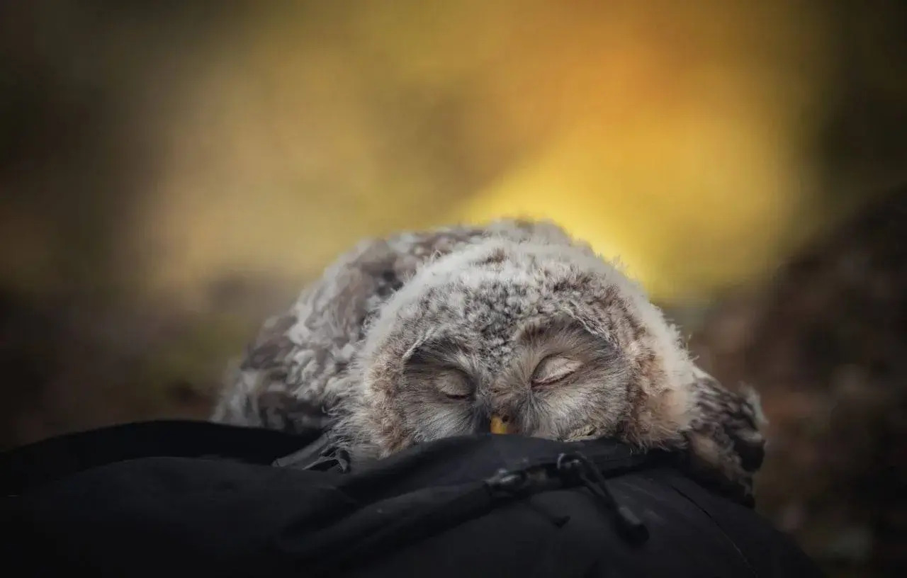 Why Baby Owls Sleep Face Down why-baby-owls-sleep-face-down