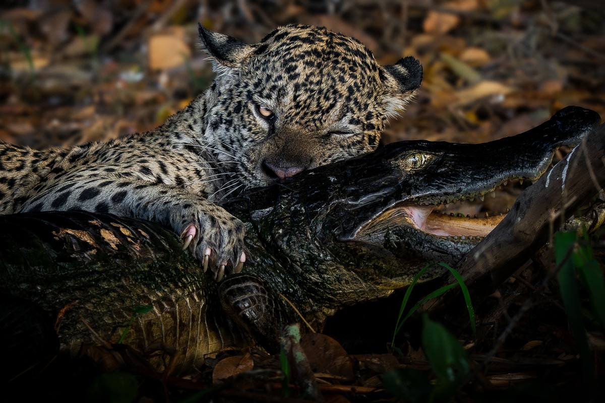 Jaguar wading through the shallows of the Pantanal