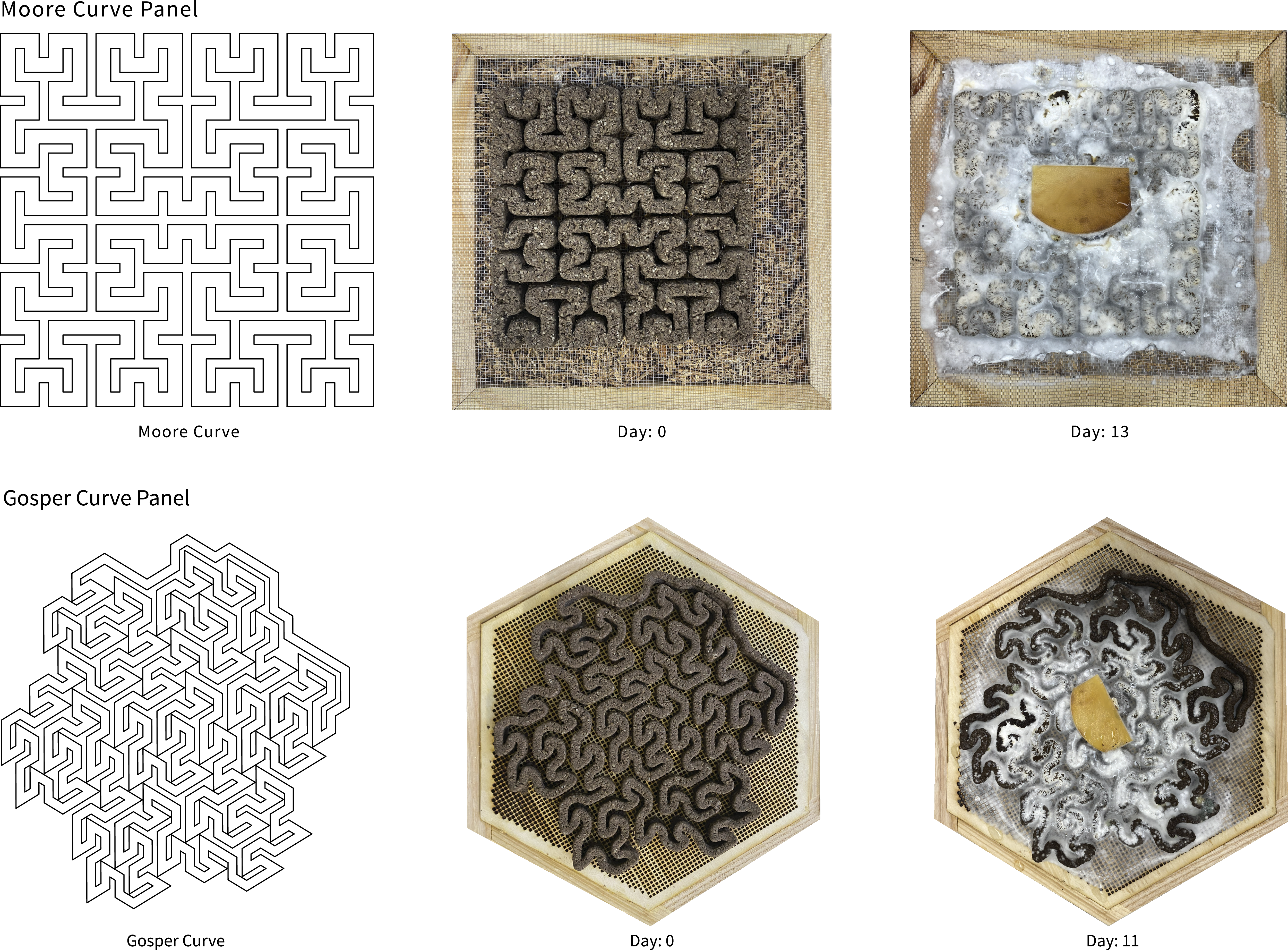 Moore and Gosper curve panels shown as computational toolpaths, immediately after printing at day 0, and after 13 and 11 days of fungal growth