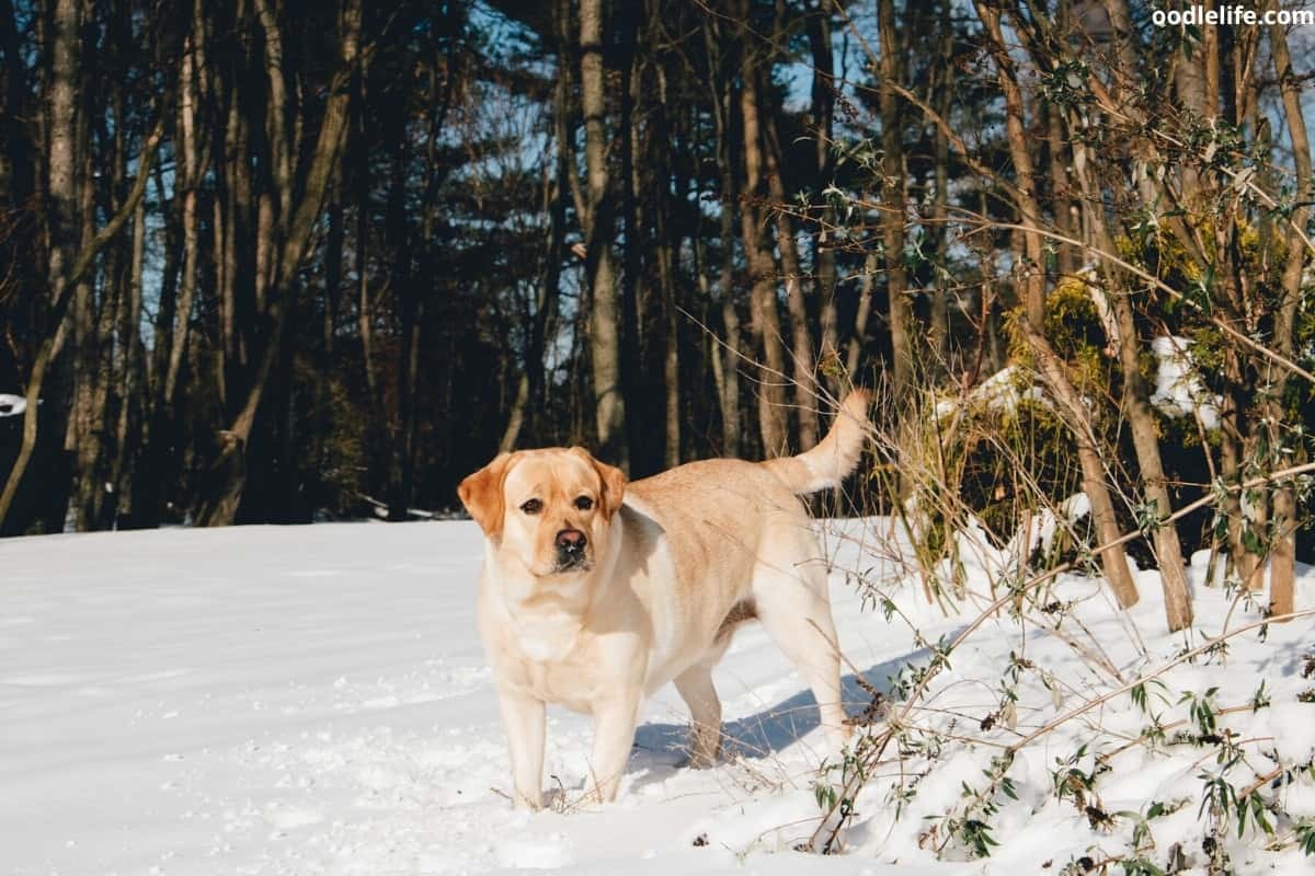 Cold Labrador Do Labs Get Cold? (Labrador Winter Guide)