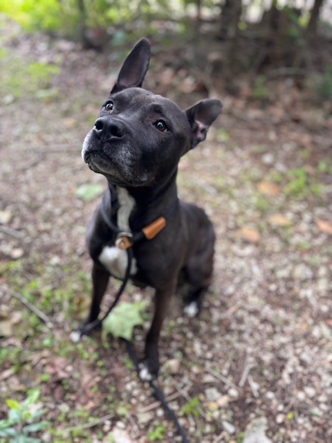 Adoptable dog Animal ID 835301