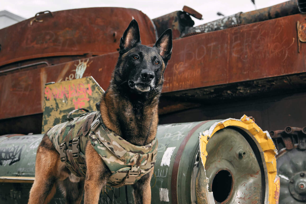 Trump Pays Tribute To America’s Heroic Military And Police Dogs