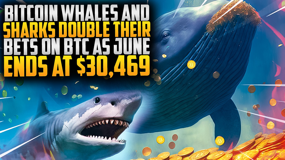 Bitcoin Whales and Sharks Double Their Bets on BTC as June Ends at $30,469