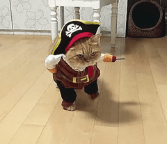 A cat in a pirate costume
