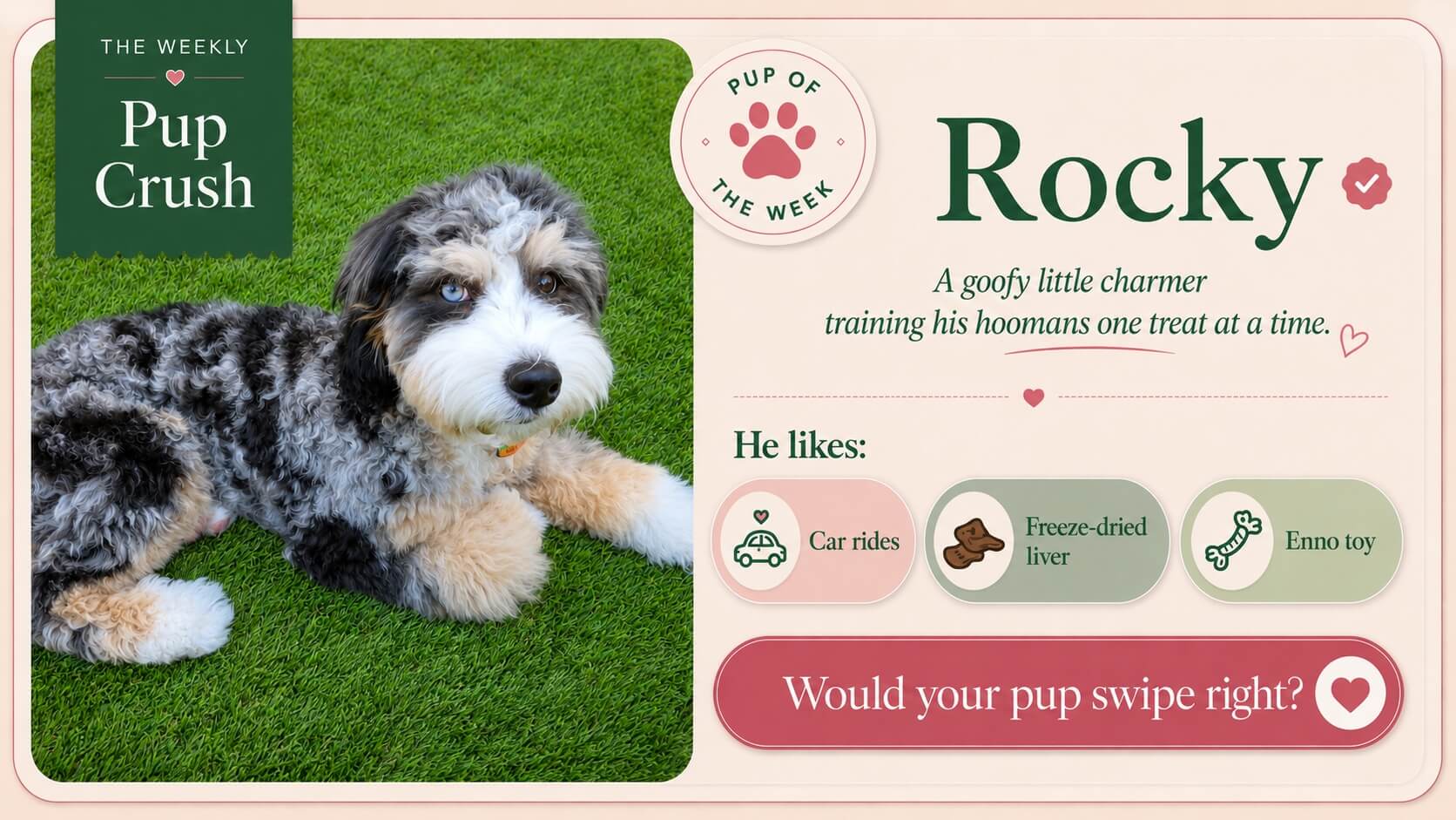 Rocky, this week’s Pup Crush, a five-month-old multigen Bernedoodle