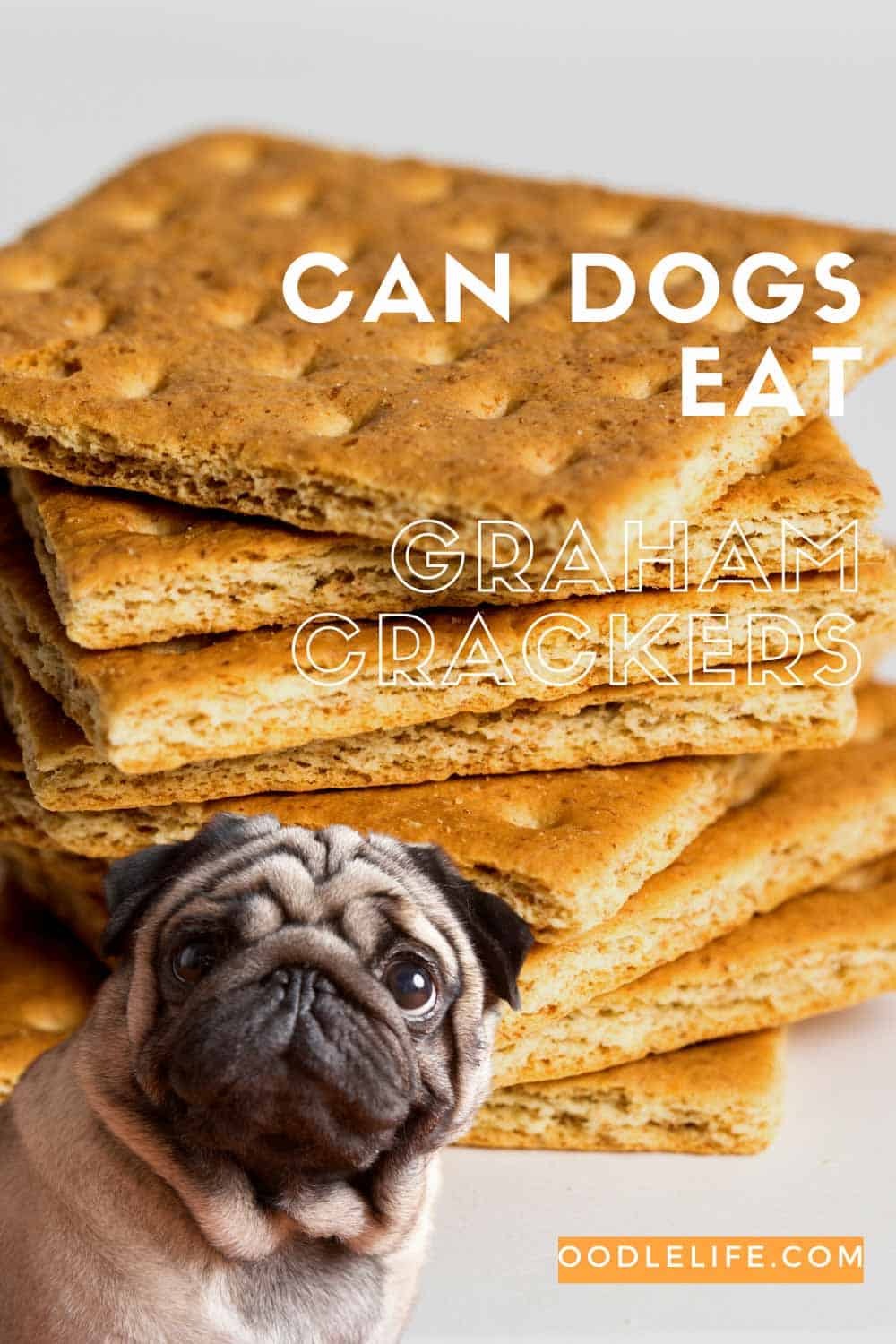 Can Dogs Eat Graham Crackers Complete GUIDE