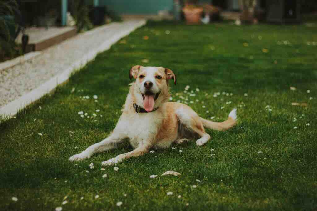 Dog playing outside
