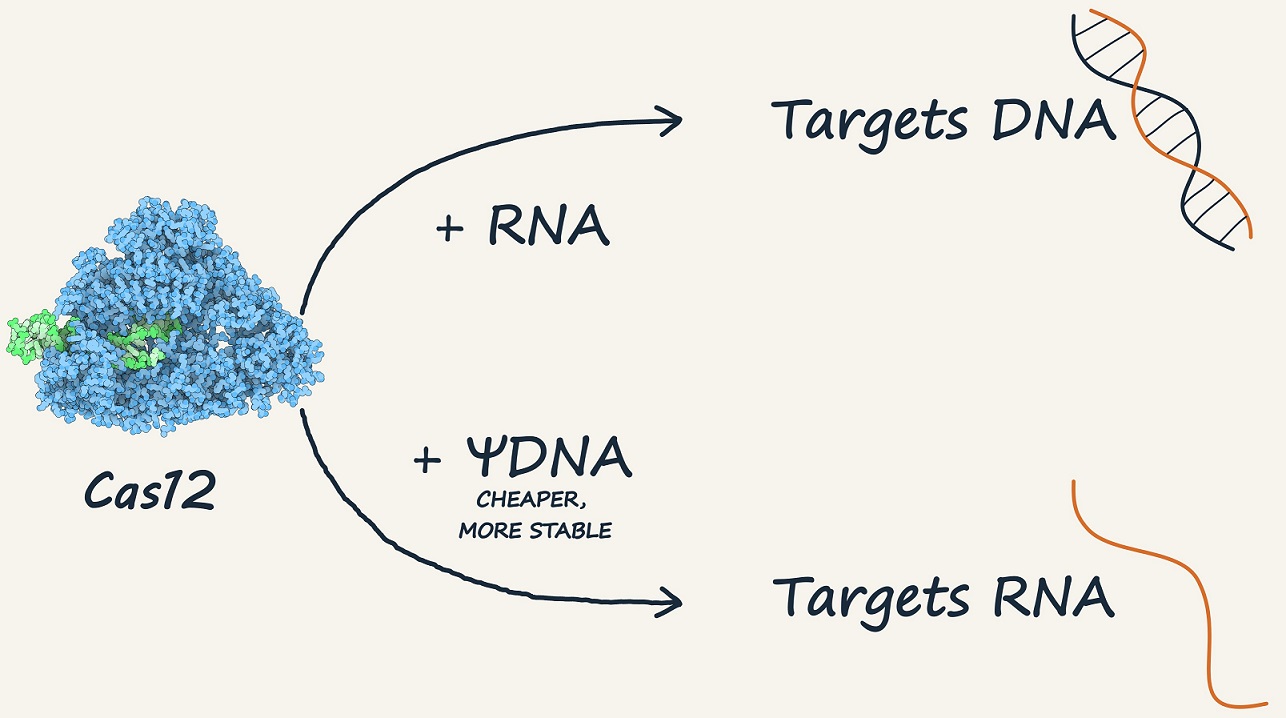 Guide Dna DNA Rewires CRISPR: Cas12 Becomes RNA-Sensing Platform!