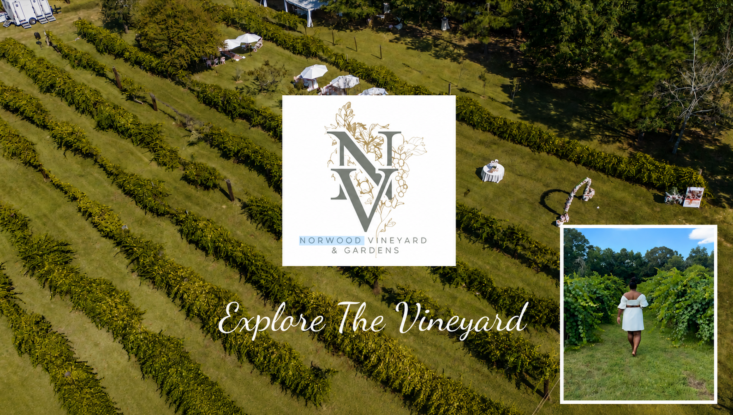 Norwood Vineyards Saturday Wine Garden