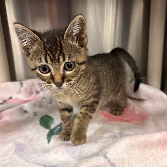8-week-old male tabby kitten available for adoption