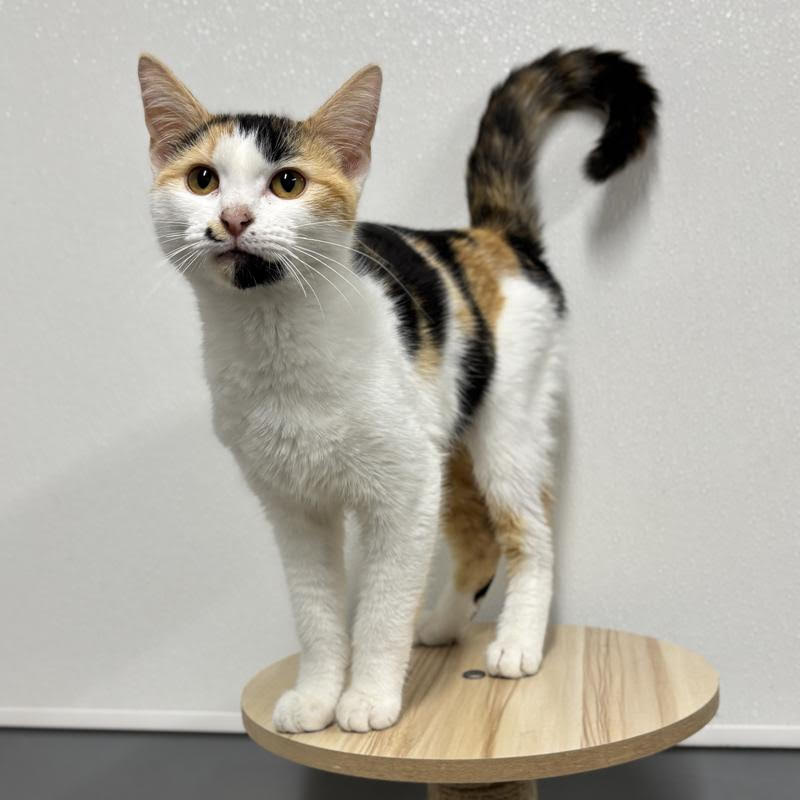 Adoptable calico cat available through the Jefferson County Animal Shelter