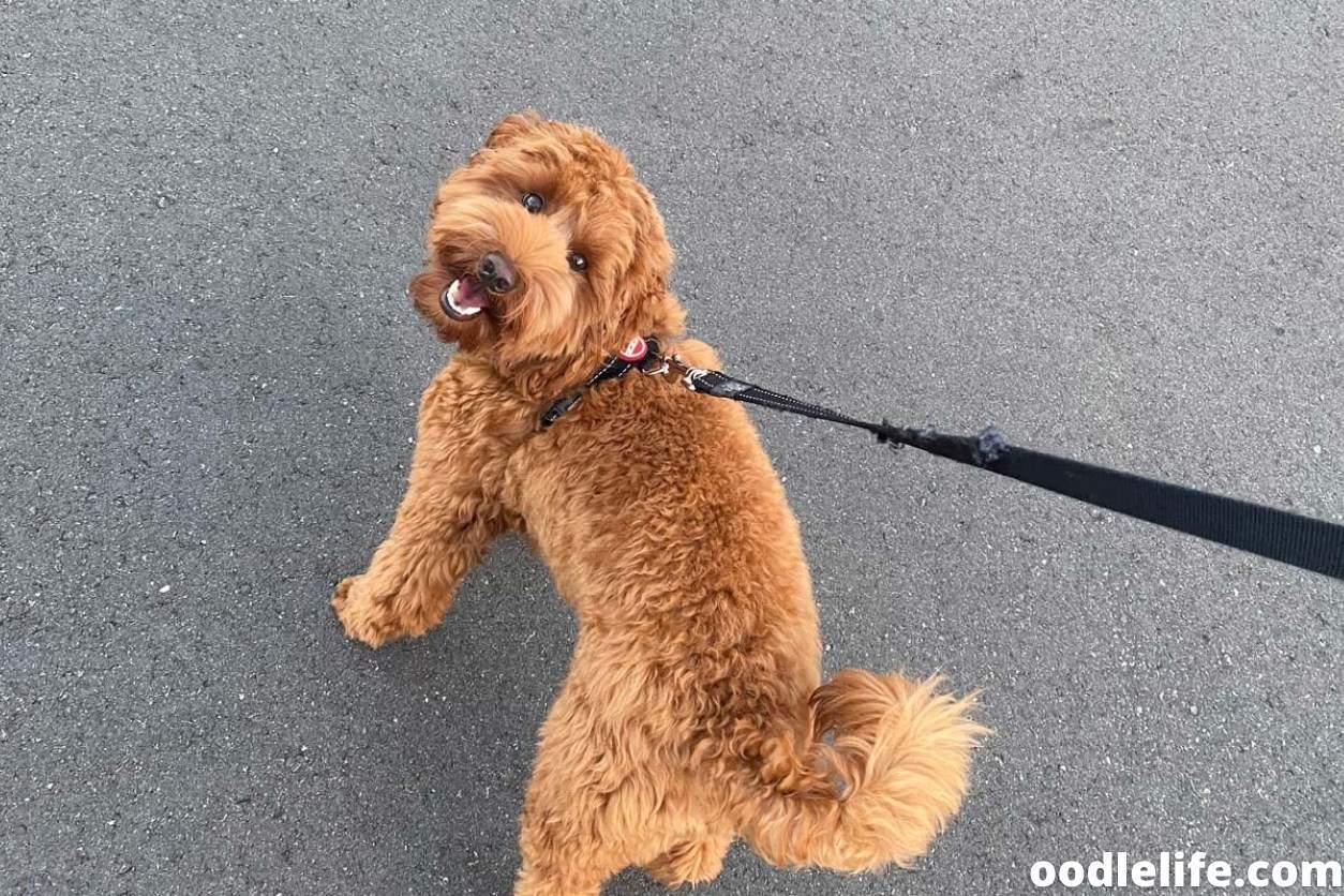 How To Stop Dog Eating Everything on Walks