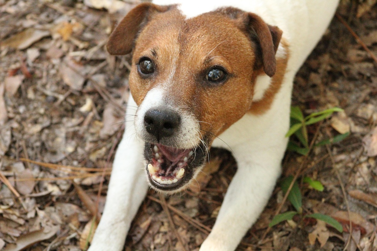 Why Do Some Dogs Bark More Than Others?