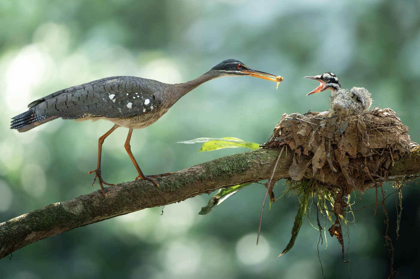 Sunbittern on a mossy branch feeding its chick at a nest of mud and leaves