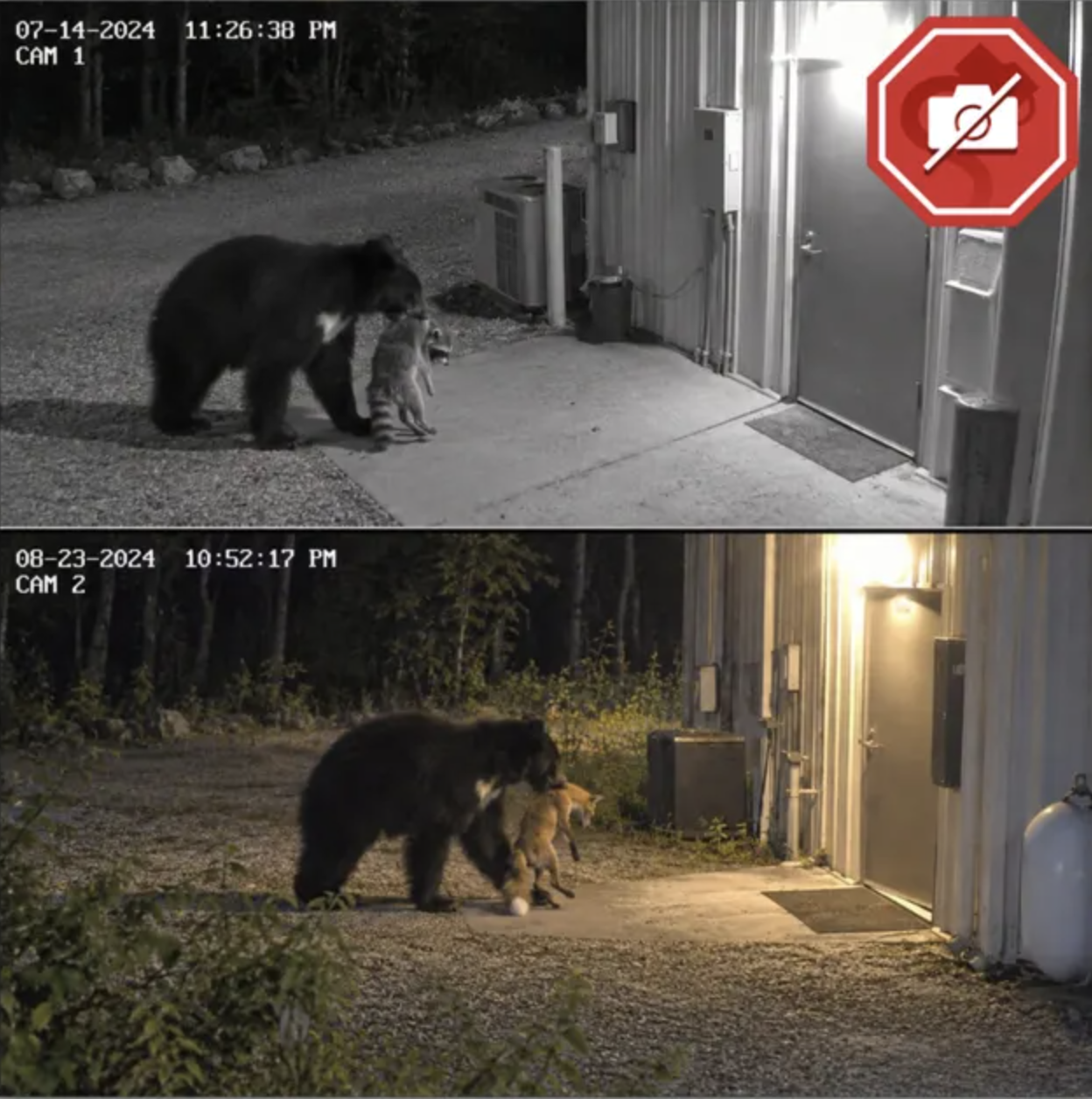 Security-camera-style footage of a black bear gently carrying an injured raccoon toward a building entrance, a rescue moment that was never actually filmed