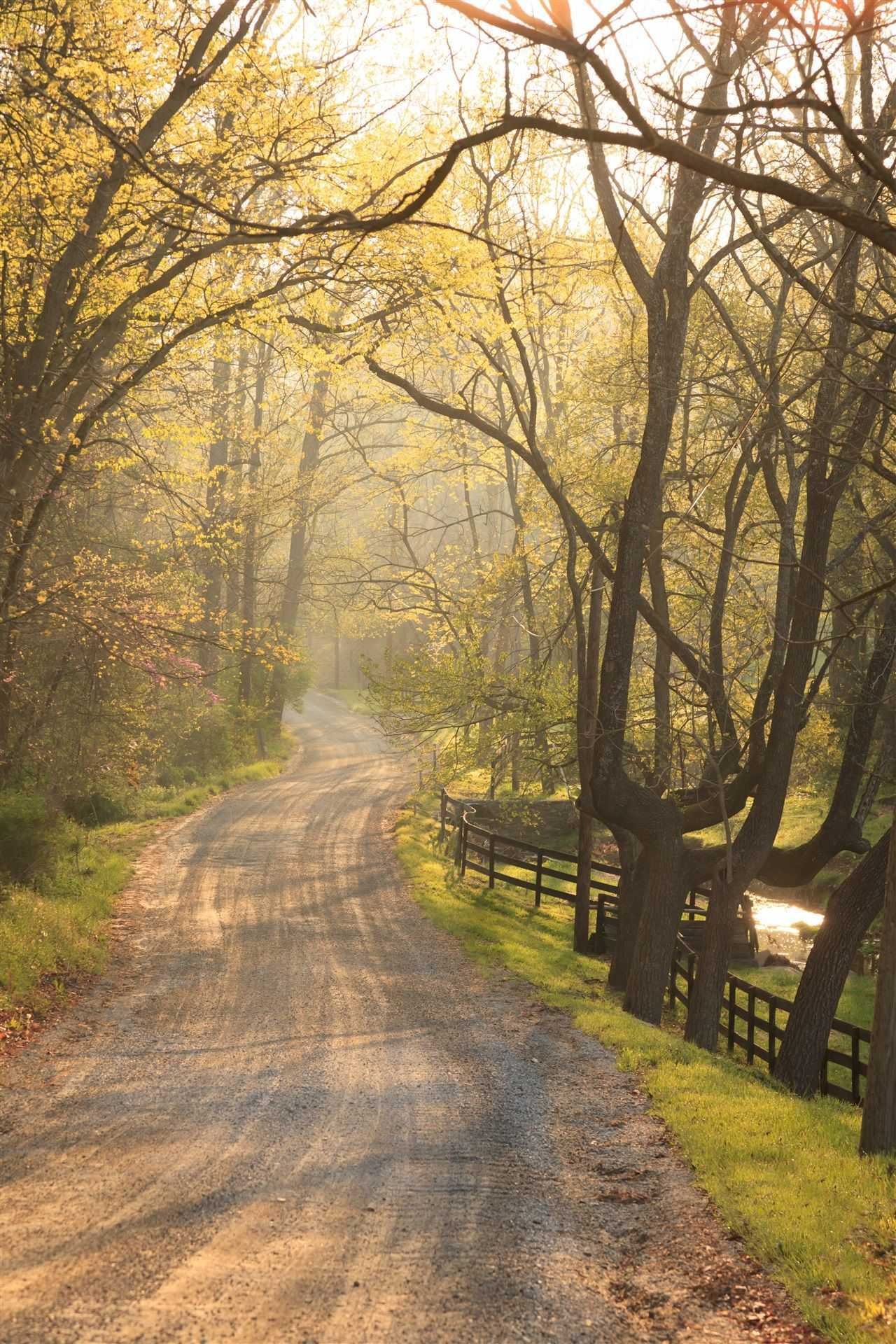 Tree-lined country lane at Goodstone Inn