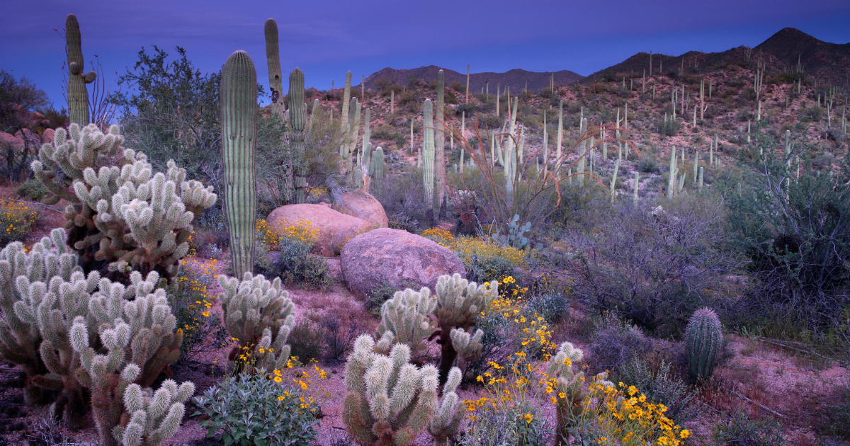 Where Deserts Are Replacing Forests—Fast