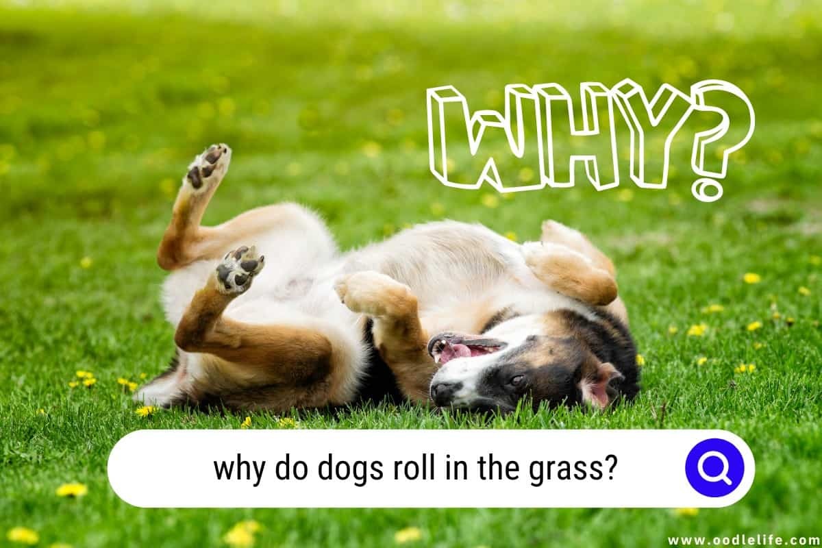 Picture of Why Do Dogs Roll in the Grass? [Explained]