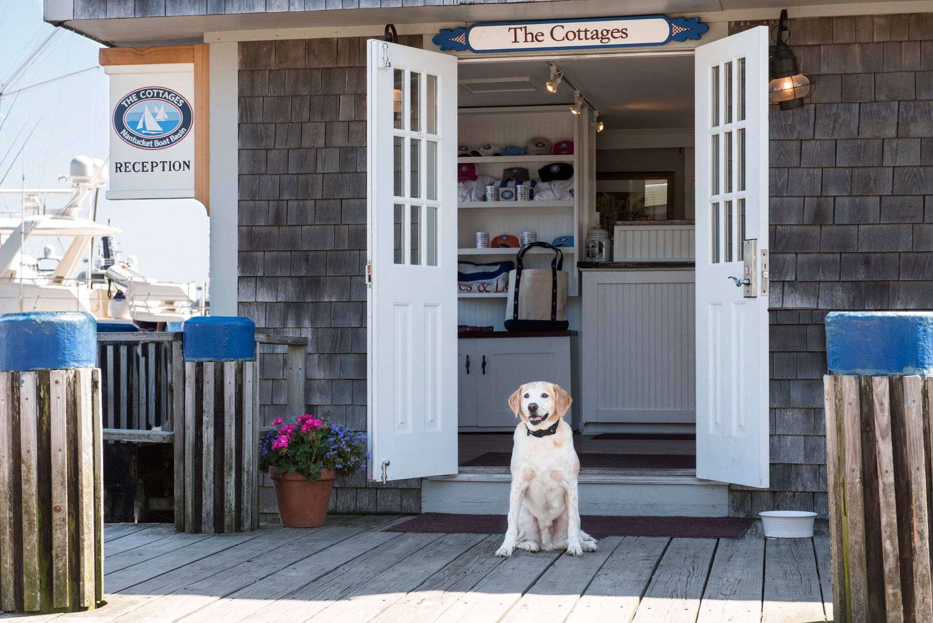Dog sitting outside The Cottages reception building on the wharf