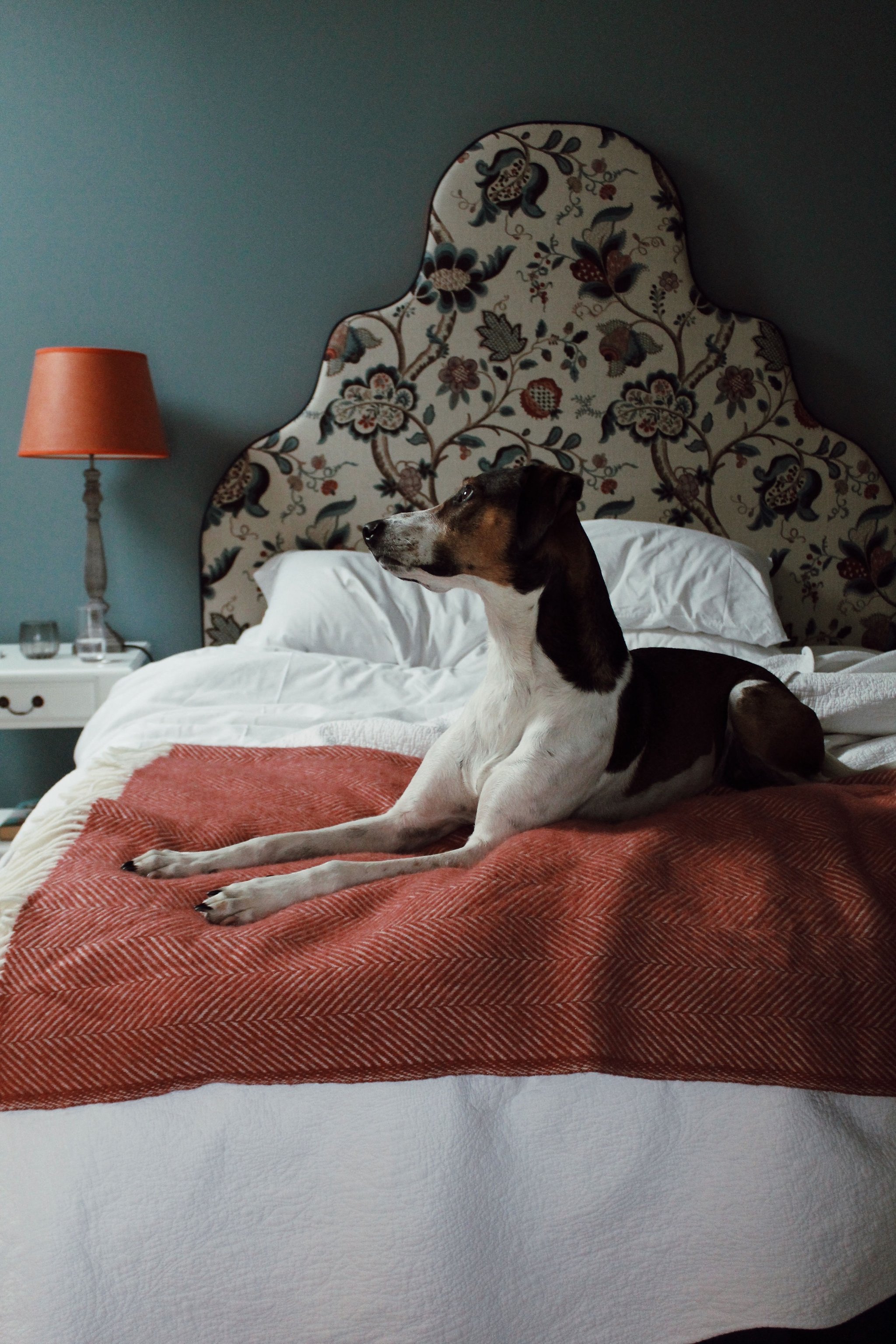Dog resting on a bed with a floral headboard at Newhall Mains