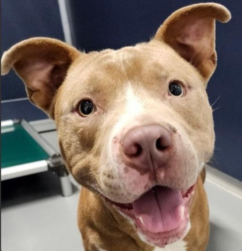 Hank, a brown-and-white pit bull mix with bright eyes and an open-mouthed smile