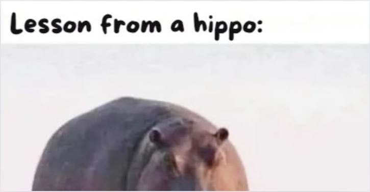 🦛Chubby Champions! What Hippos Teach Us About Happiness! 😄🎉
