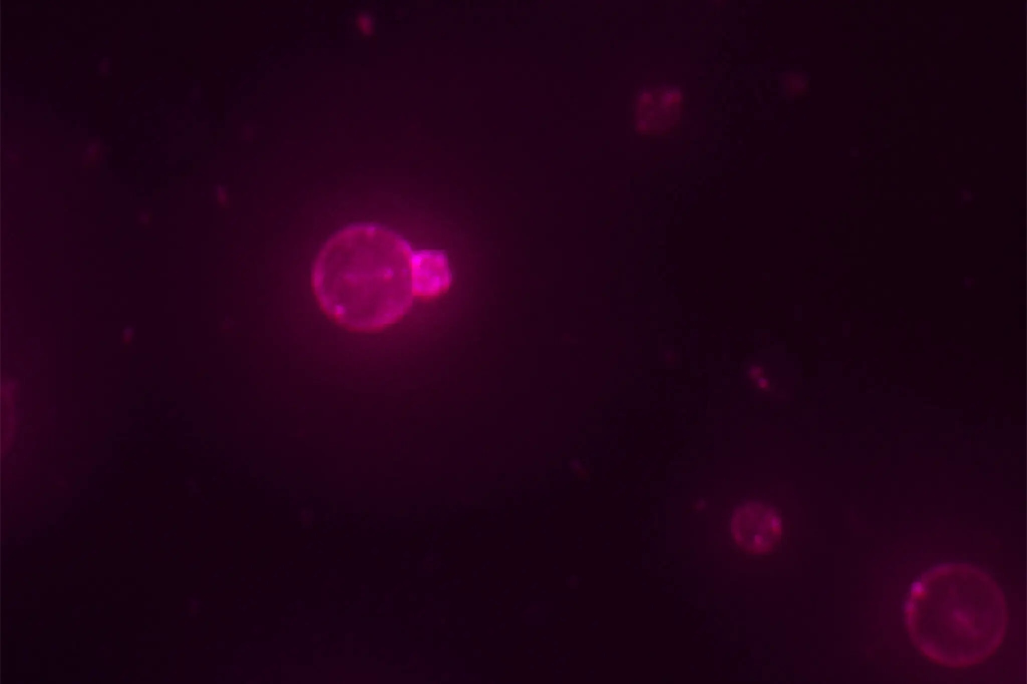 Jul 5, 2026 • 4 min read Sunday Special: Scientists unveil the 'SpudCell' in major breakthrough Zain Kahn