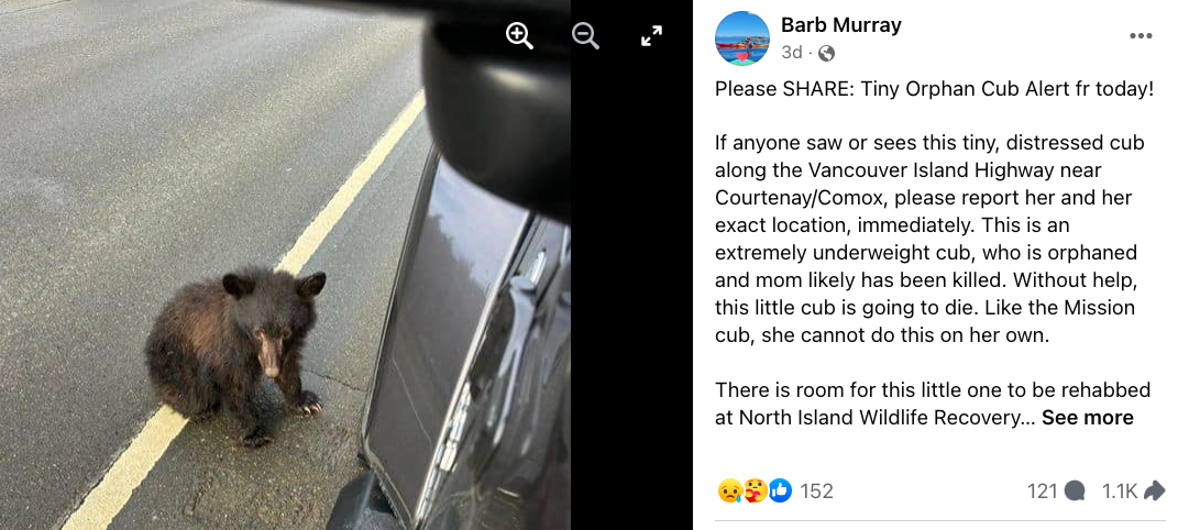 Sad end to Islanders’ desperate search for baby bear seen on highway — Capital Daily