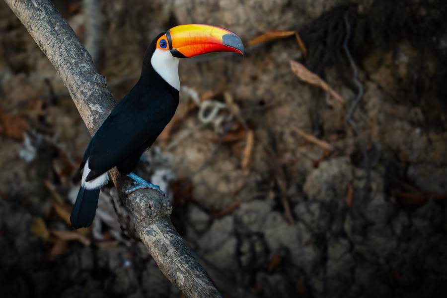 The same toucan, a moment later
