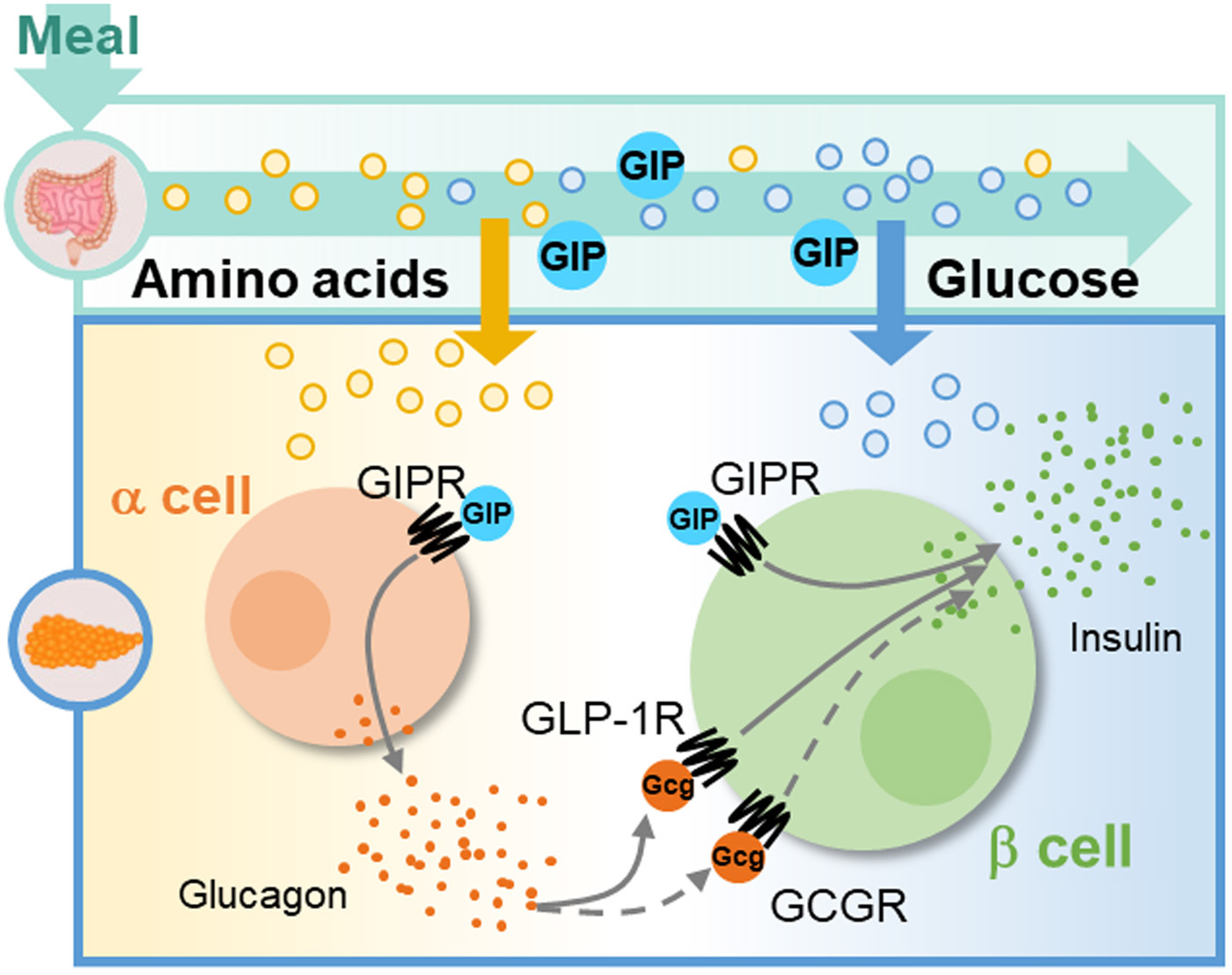 GIP: The unsung incretin