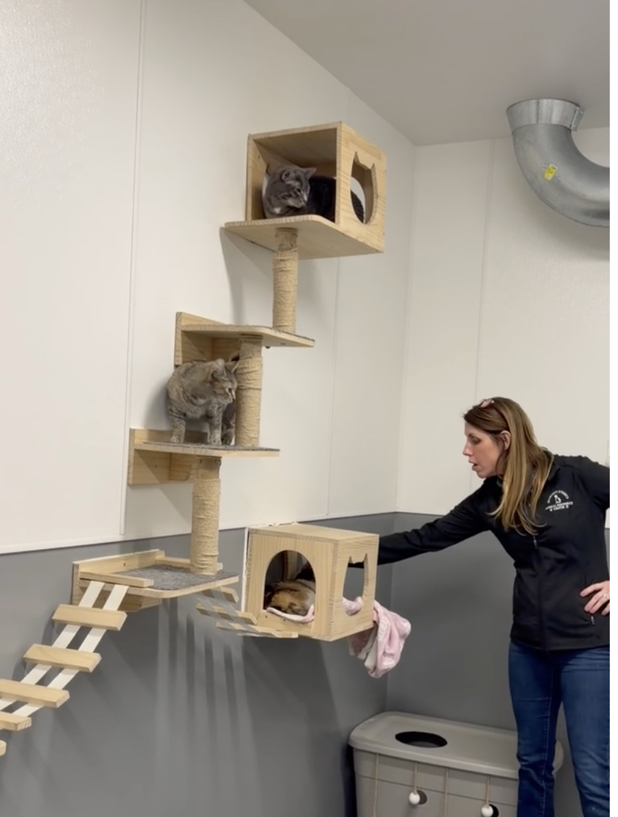 Andrea Jamirson petting a cat in the cat enrichment area