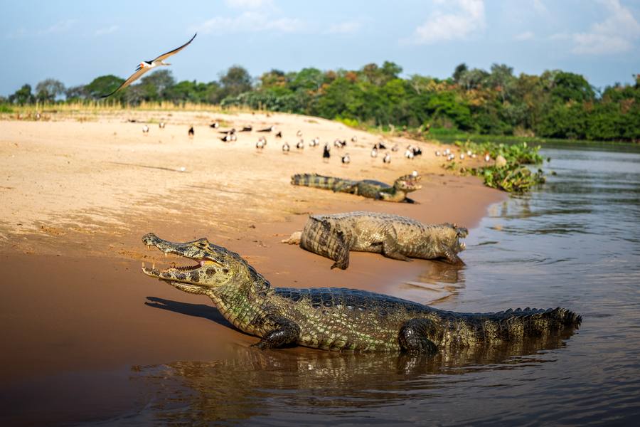 Caimans and a skimmer on a Pantanal riverbank