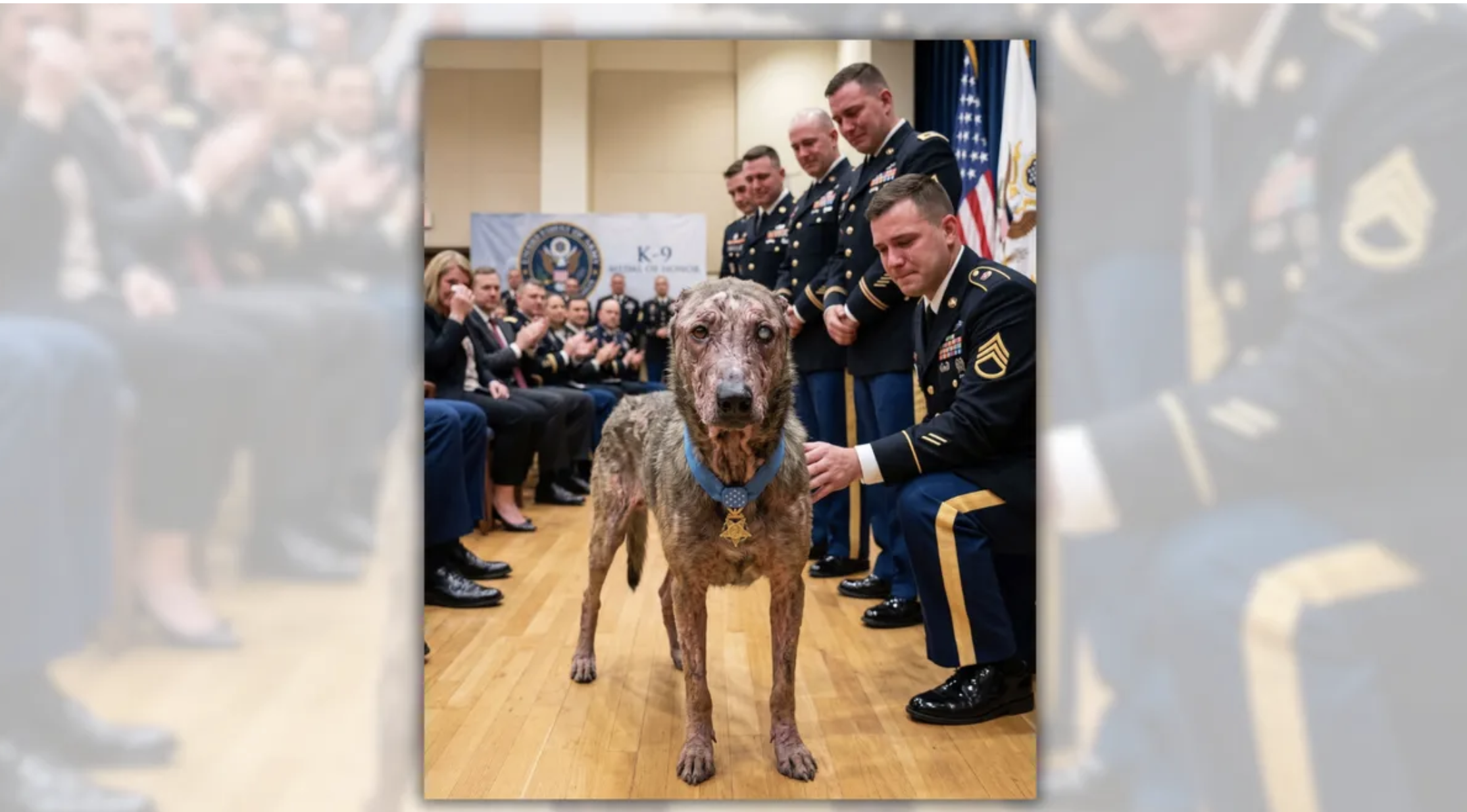 A scarred dog wearing a Medal of Honor while soldiers weep, an award no dog has ever actually received