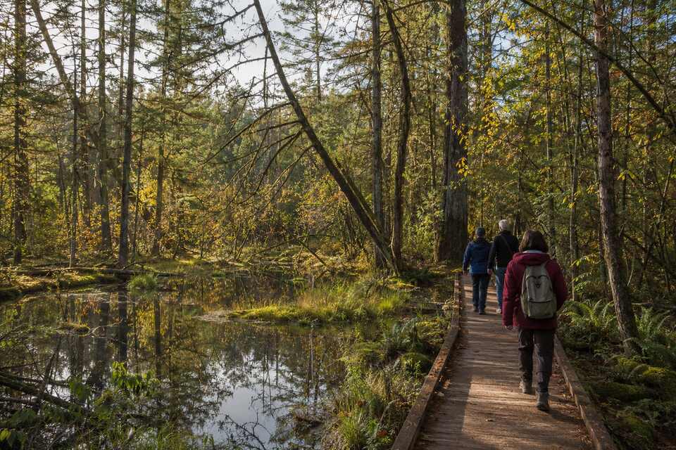 Hikers on a wooden boardwalk through the forest and peat bog at Richmond Nature Park in Richmond BC