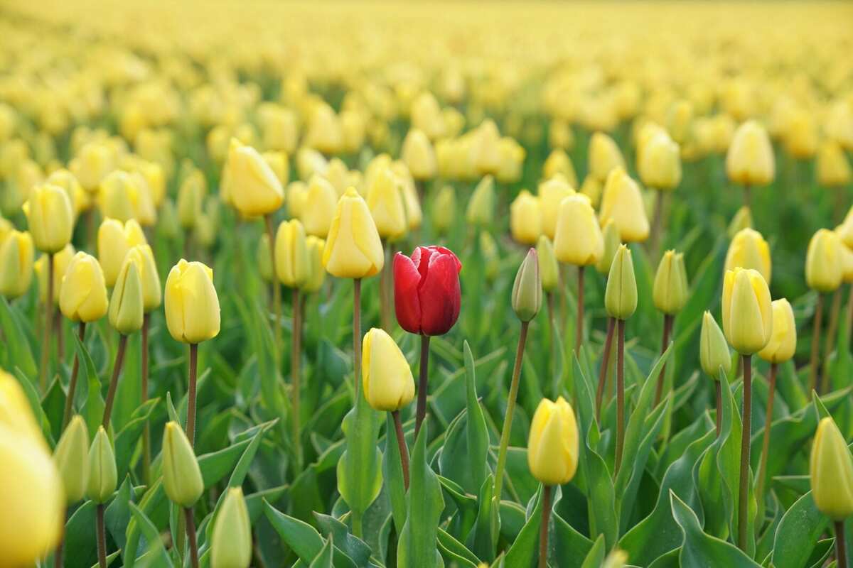 Differentiation Strategy: Standing Out From the Crowd