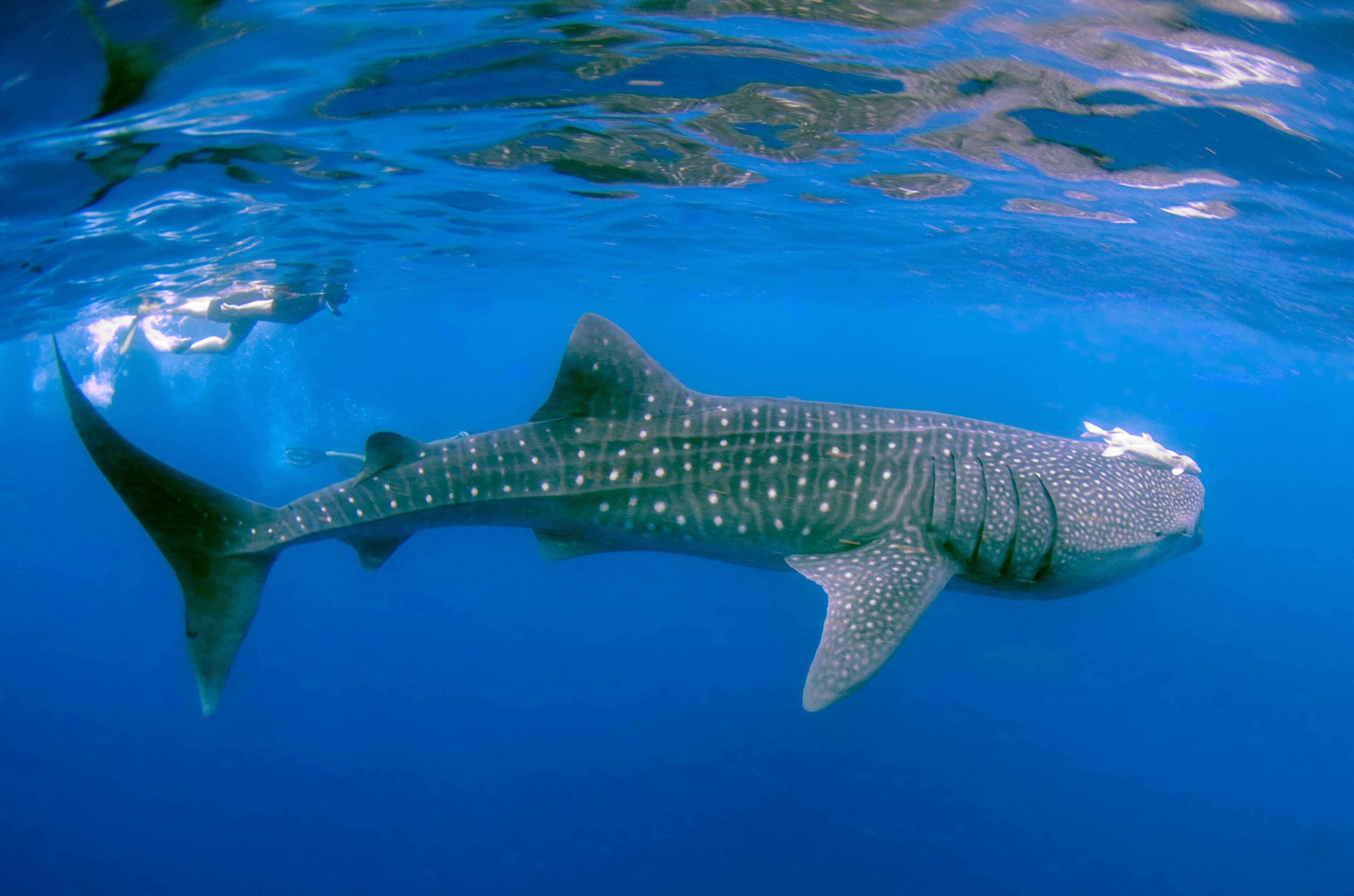 La Paz whale shark season planner: when swimming opens, the rules, and how to time a week