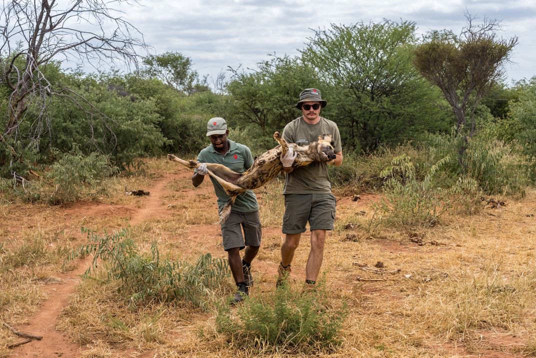 African wild dogs