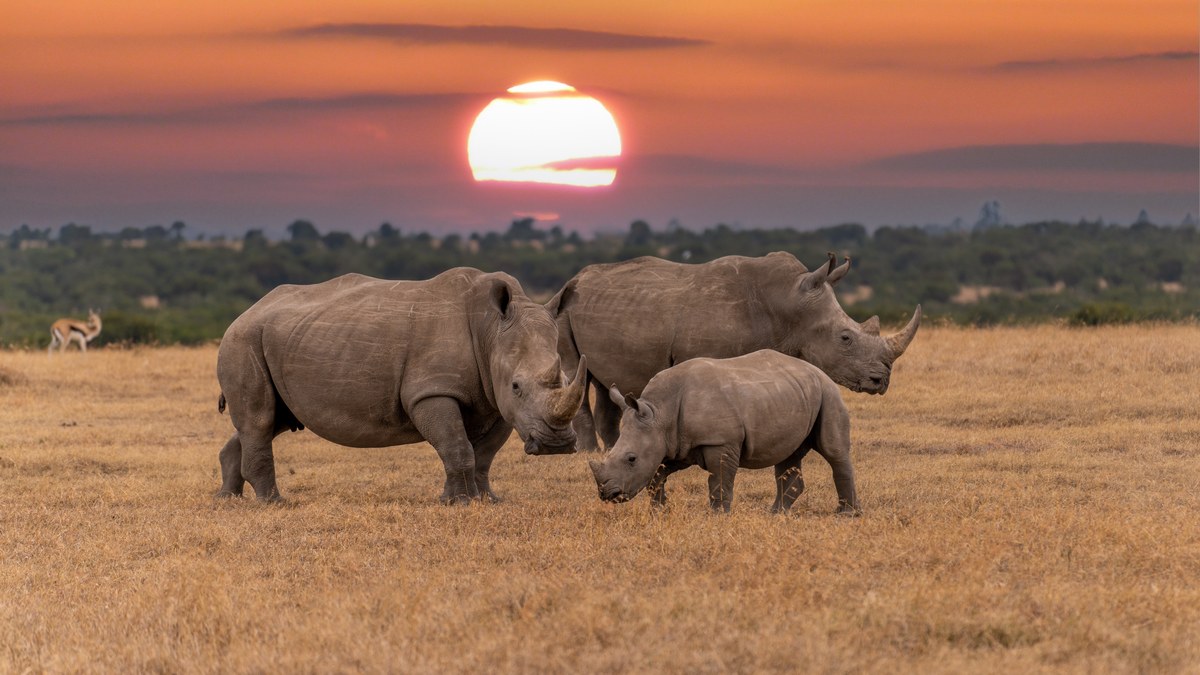 Two white rhinos and a calf grazing on dry grassland at sunset