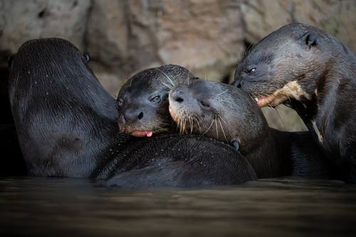 Giant River Otter family, close together