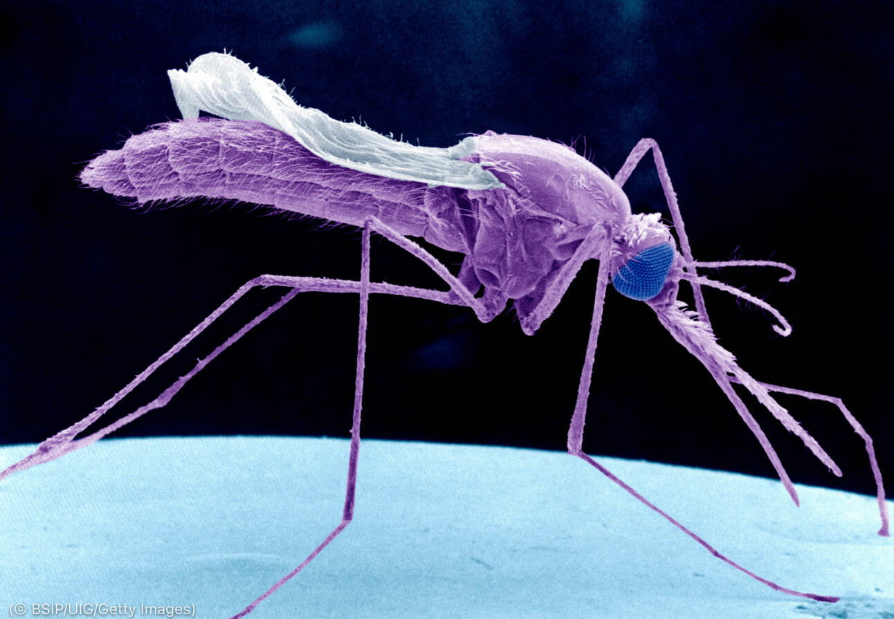 Infectar mosquitos para combater mosquitos