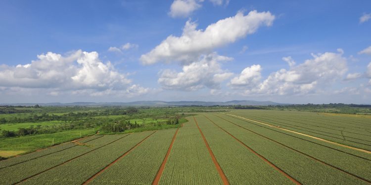 What Austerity Means for Business, Del Monte Rallies Resources