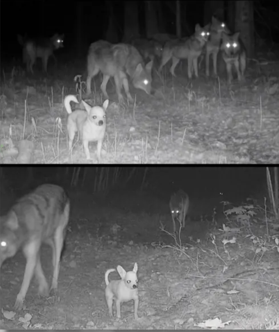 A small dog appearing to walk confidently alongside a pack of wild wolves in the snow, a friendship that was digitally fabricated rather than filmed