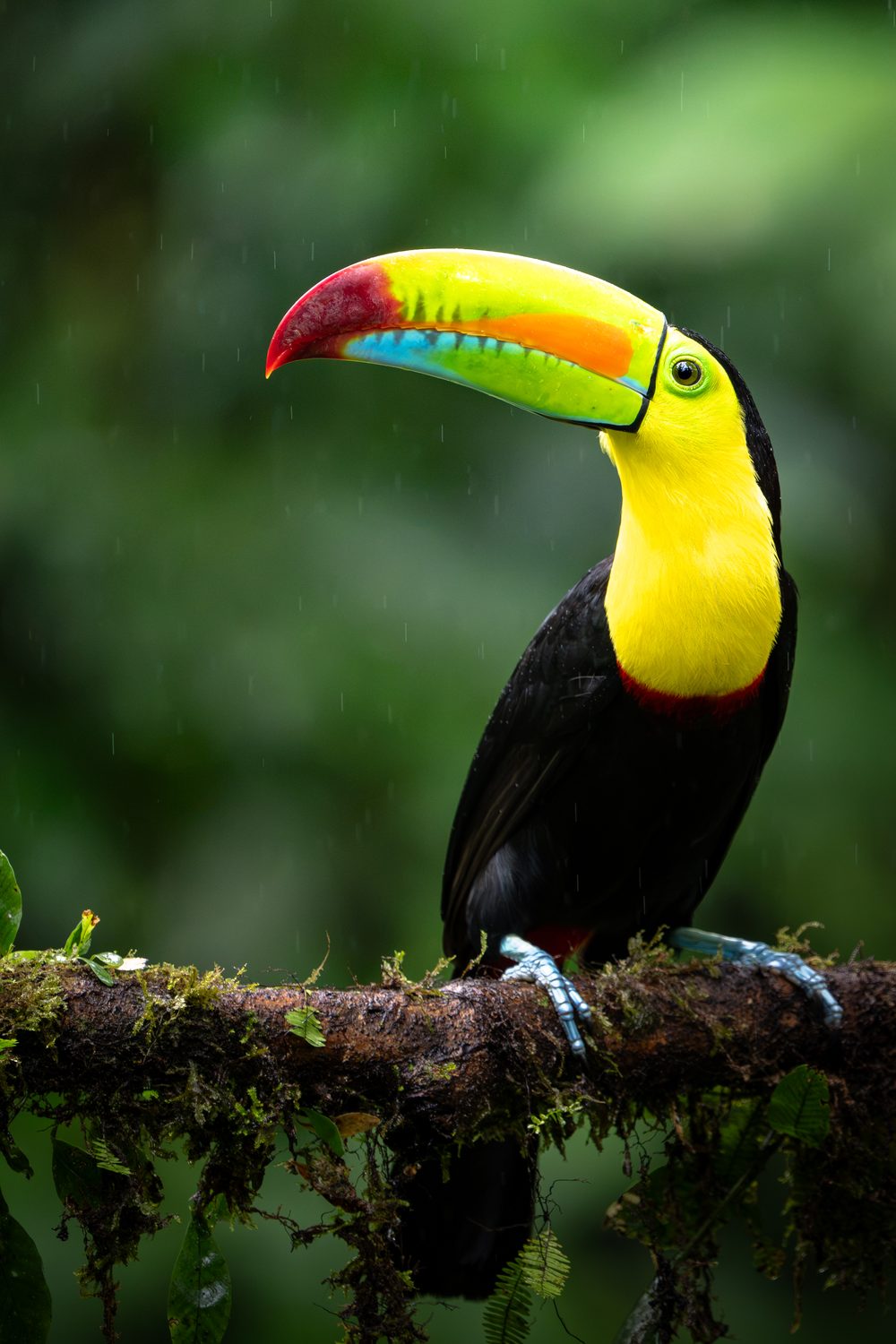 Keel-billed Toucan perched on a mossy branch in the rain