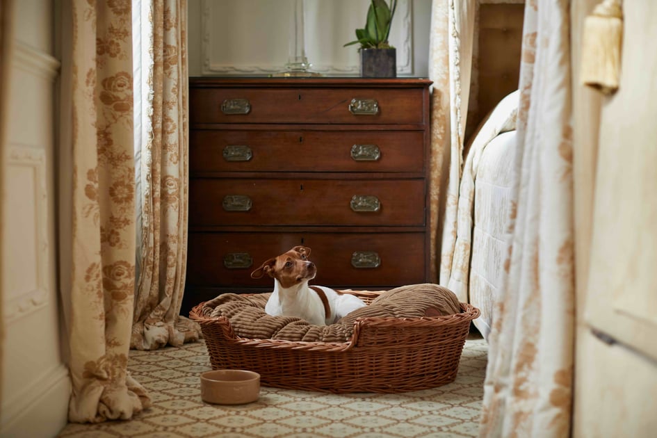 Dog resting in a wicker bed at The Egerton House Hotel