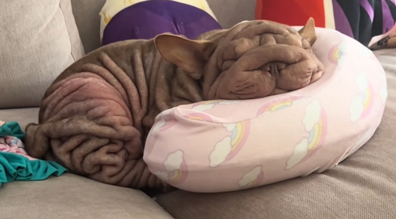 Manila resting at home