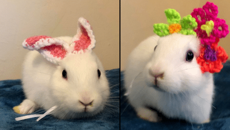 No Ear Rabbit CUTE: Rabbit Born With No Ears Gets Pair Knitted By Owner
