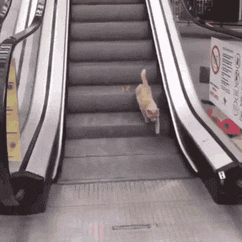 A cat walking down an escalator