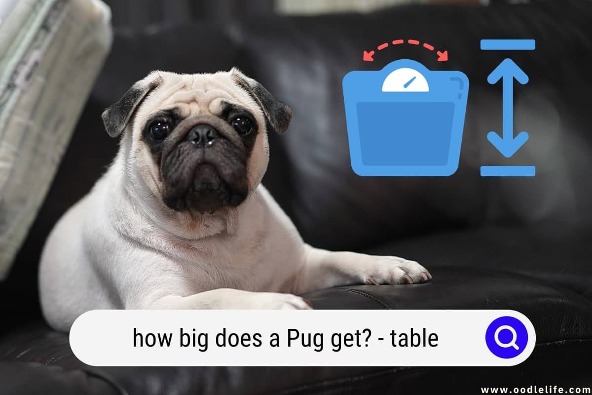 Pug Size How Big Does a Pug Get? (Table)
