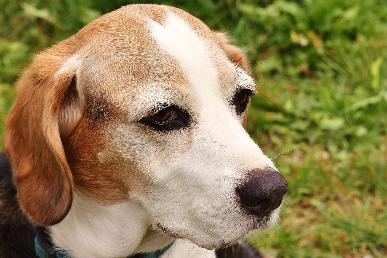 6 Common Behavioral Changes In Senior Dog Photo Inspiration